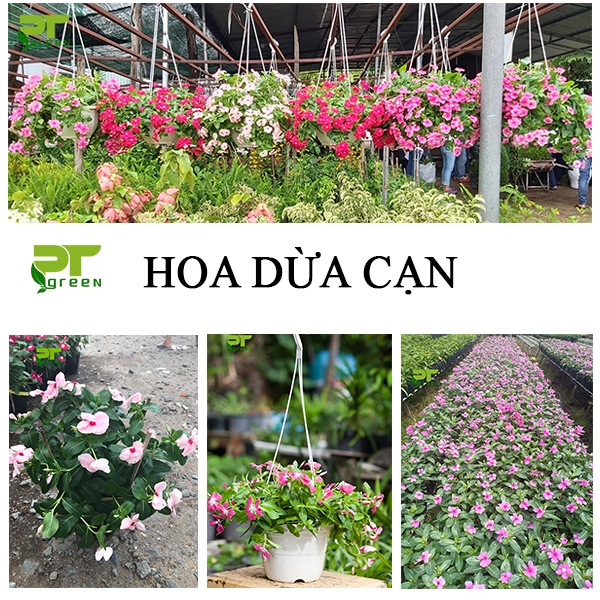 Hoa Dừa cạn | Các loại hoa Dừa cạn đẹp 